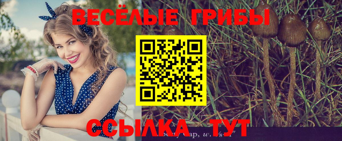 закладка  Вход с VPN  Псилоцибиновые грибы ЛСД  Гай  Псилоцибиновые грибы ЛСД 